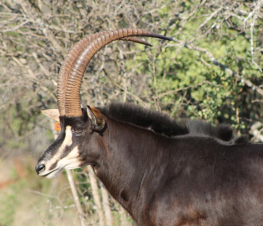 Hannah Game Lodge Ohrigstad Exterior foto